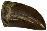 Gorgeous, Fossil Tyrannosaurus (T-Rex) Tooth - Wyoming #298464-1